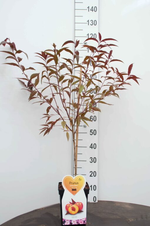 Prunus p. 'Rubira' - roodbladige mini Perzik - Afbeelding 2