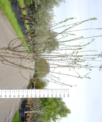 Prunus dom. Stanley multistam