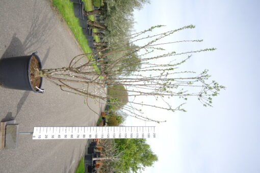 Prunus dom. Stanley multistam
