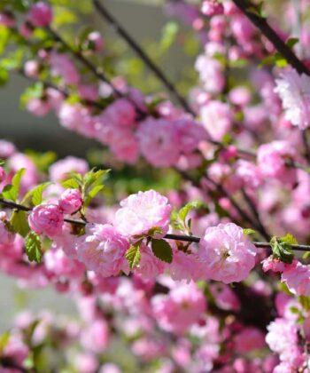 Prunus Triloba op stam