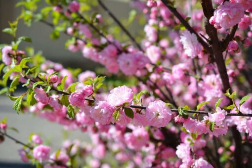 Prunus Triloba op stam