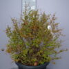 Punica Granatum - Granaatappel