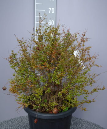 Punica Granatum - Granaatappel