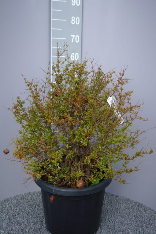 Punica Granatum - Granaatappel