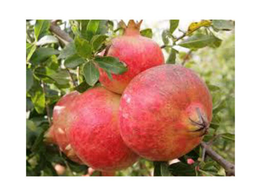 Punica granatum 'Mollar de Elche' - Granaatappelboom Mollar de Elche - Afbeelding 4