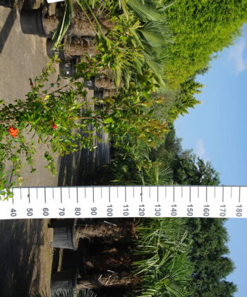 Punica granatum 'Maxima rubra' - bloeiende Granaatappelboom