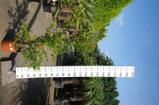 Punica granatum 'Maxima rubra' - bloeiende Granaatappelboom
