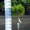 Pinus Nigra 'Nana' - Oostenrijkse Den