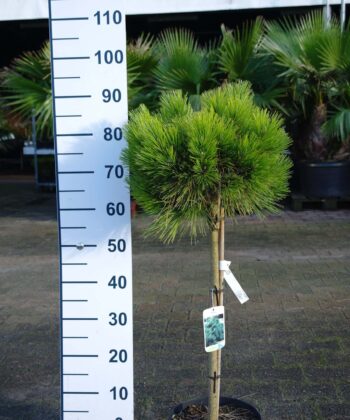 Pinus Nigra 'Nana' - Oostenrijkse Den