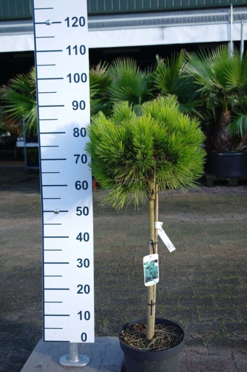 Pinus Nigra 'Nana' - Oostenrijkse Den