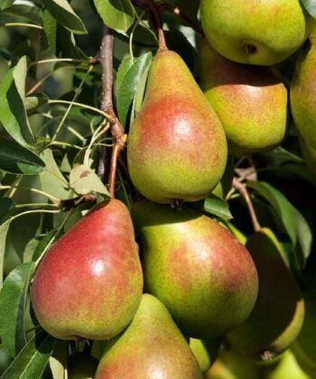 Pyrus Bonne Louise - halfstam