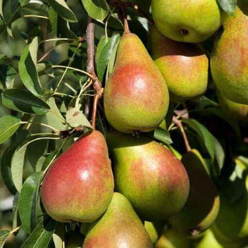 Pyrus Bonne Louise - halfstam