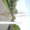 Pyrus 'Beurre Hardy' multistam