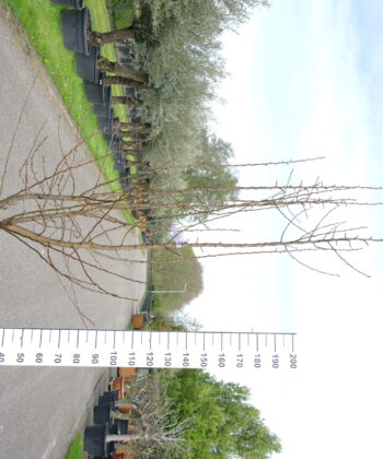 Pyrus 'Beurre Hardy' multistam