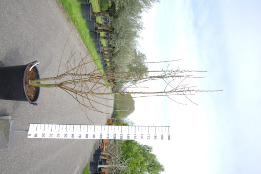 Pyrus 'Beurre Hardy' multistam