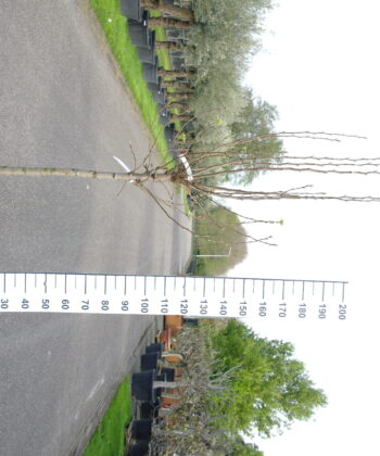 Pyrus Doyenne du Comice
