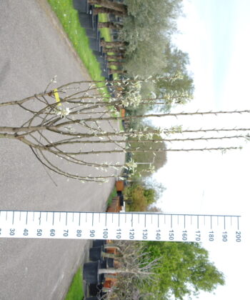 Pyrus Gieser Wildeman multistam