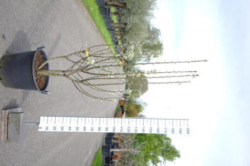 Pyrus Gieser Wildeman multistam
