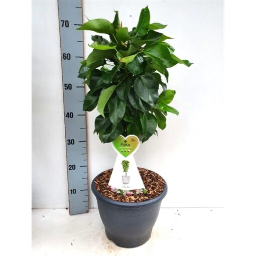 Zuilpeer 'Pillar Pear' - Afbeelding 2