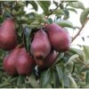 Pyrus communis 'rode Williams' halfstam