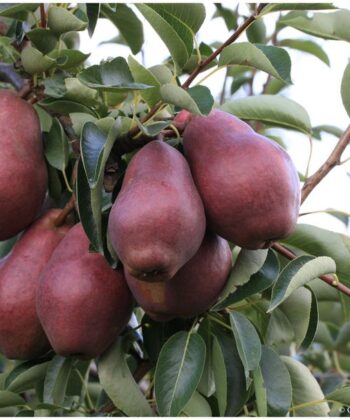 Pyrus communis 'rode Williams' halfstam