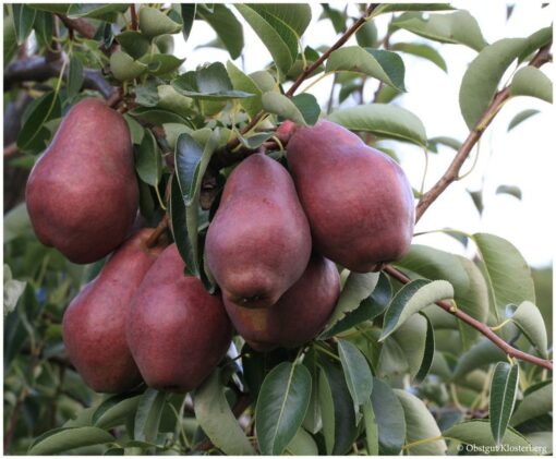 Pyrus communis 'rode Williams' halfstam