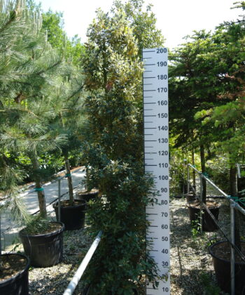 Quercus ilex