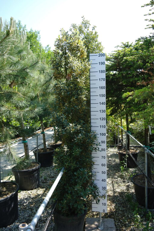 Quercus ilex