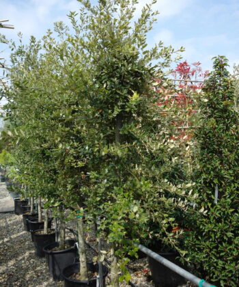 Quercus ilex