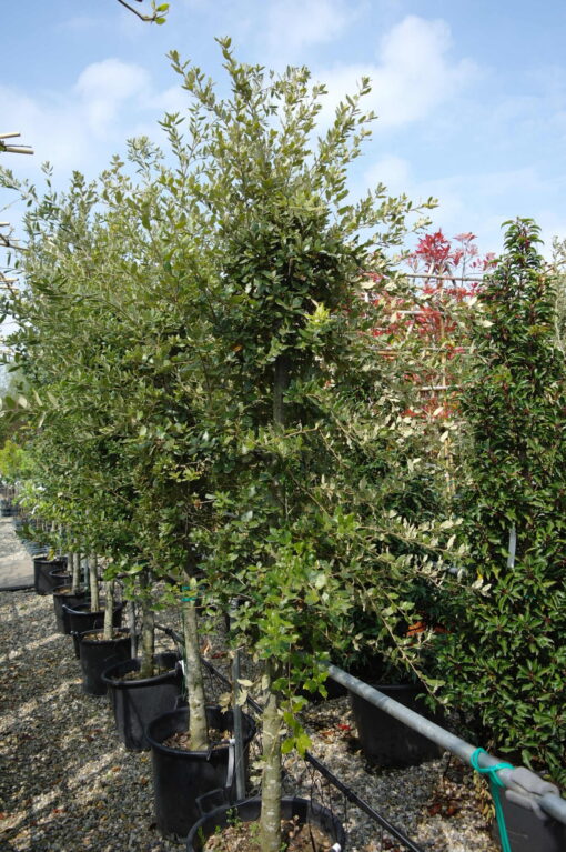 Quercus ilex