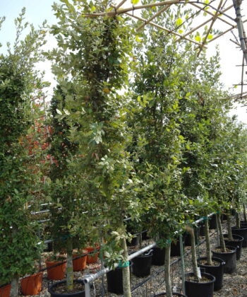 Quercus ilex