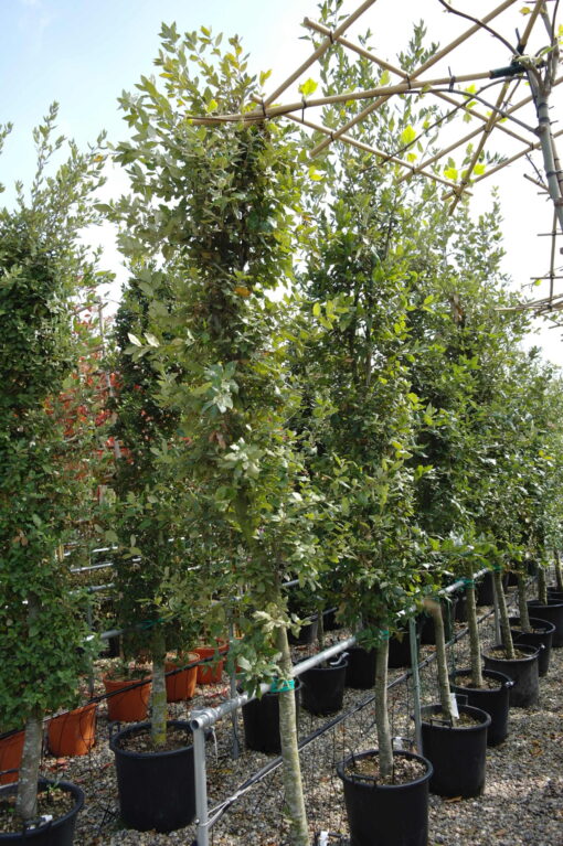 Quercus ilex