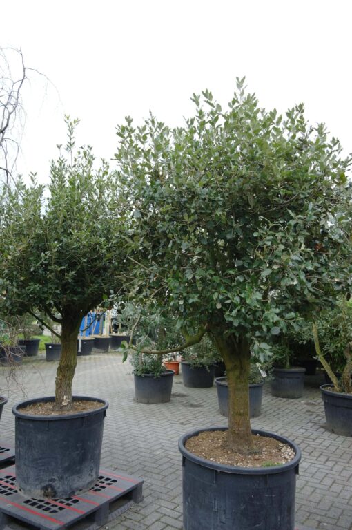 Quercus ilex - Afbeelding 2