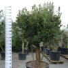 Quercus ilex
