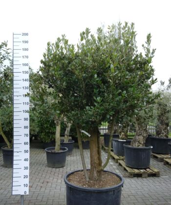 Quercus ilex