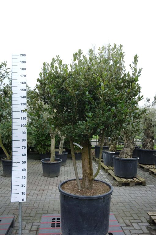Quercus ilex