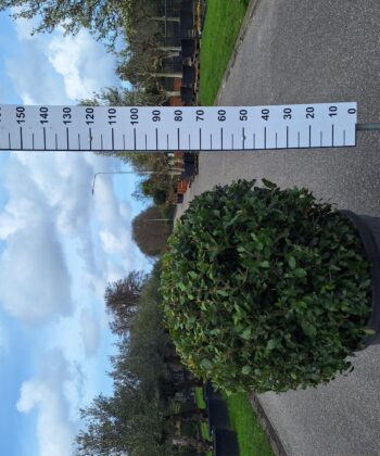 Quercus ilex bolvorm 100 cm