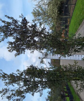Quercus ilex multistam