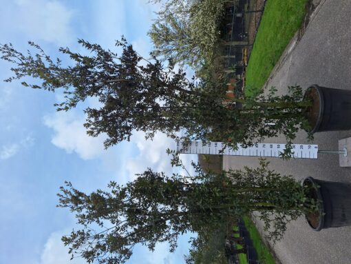 Quercus ilex multistam