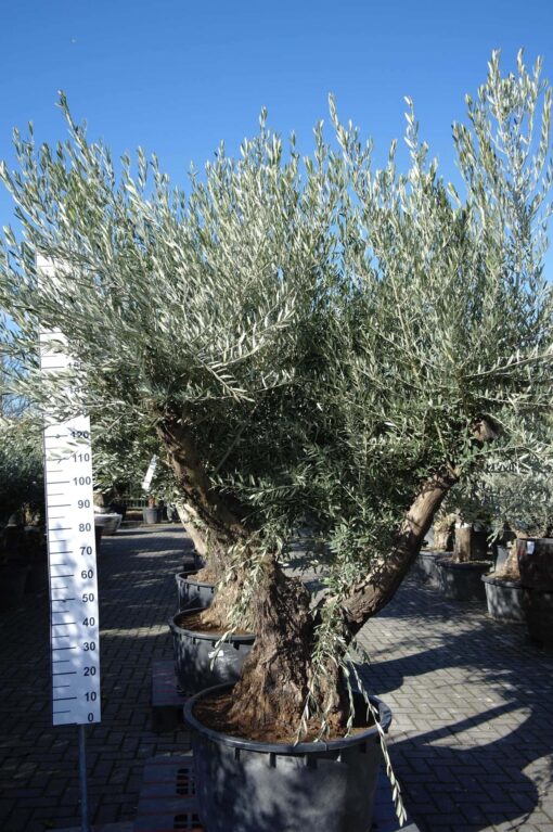 Olijfboom Olea Europea vertakt