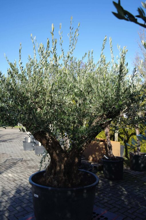 Olijfboom Olea Europea vertakt - Afbeelding 2