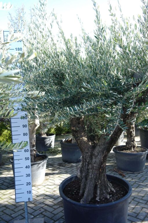 Olijfboom Olea Europea vertakt