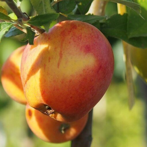 Appelboom 'Reine des Reinettes' multistam - Afbeelding 2