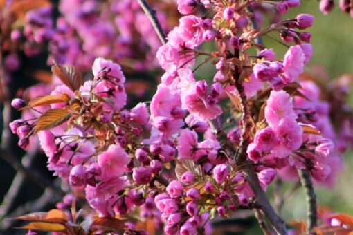 Lagerstroemia Indica 'Rhapsody in pink' - Afbeelding 2