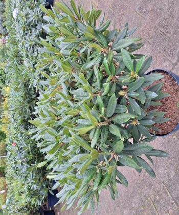 Rhododendron 'Karl Naue' rood