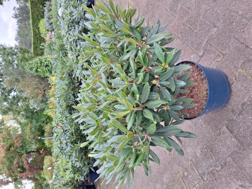 Rhododendron 'Tortoisehell Orange' - oranje - Afbeelding 2
