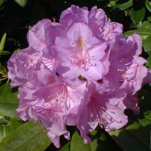 Rhododendron 'Catawbiense  Boursault' paars - Afbeelding 2