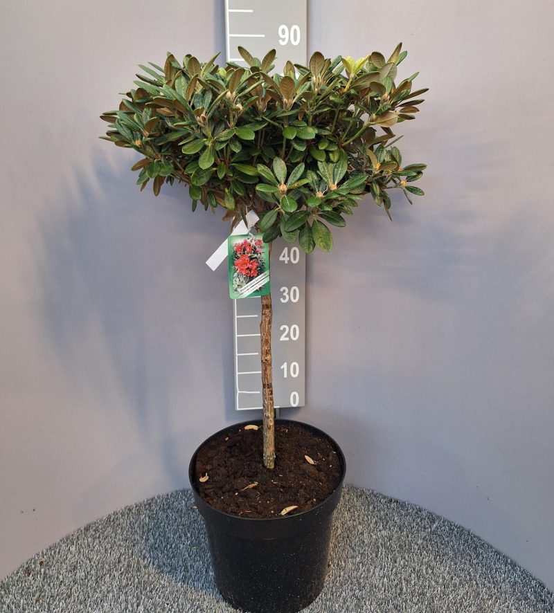 Rhododendron 'Crimson pippin' op stam