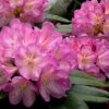 Rhododendron 'Eucharitis'- roze