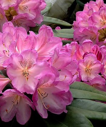 Rhododendron 'Eucharitis'- roze